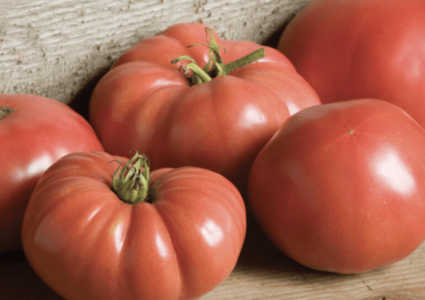 Tomato - Pink German or German Johnson  (3.25" pot)